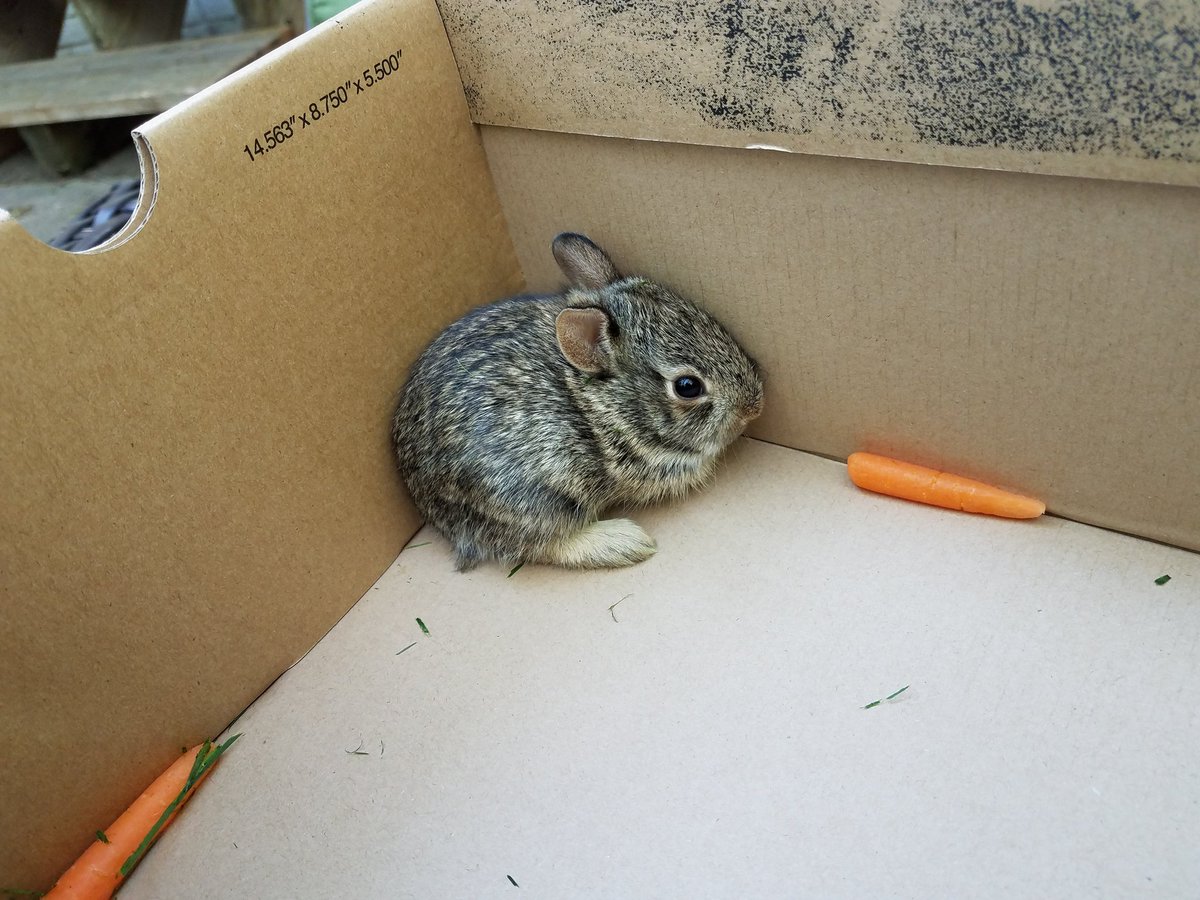 Rob_Baynes's tweet photo. Just ran over this baby bunny with the lawnmower...he is in shock, hasn't budged.  #thankful https://t.co/UVxUJGbxn9