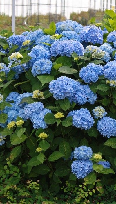 CountrysideLL's tweet image. Celebrate Mother's Day with Blooms that Last a Lifetime! Blooming Hydrangea and Roses #MothersDay #Blooms