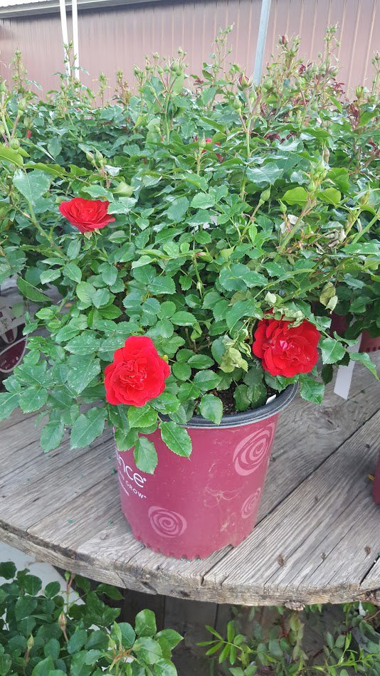 CountrysideLL's tweet image. Celebrate Mother's Day with Blooms that Last a Lifetime! Blooming Hydrangea and Roses #MothersDay #Blooms