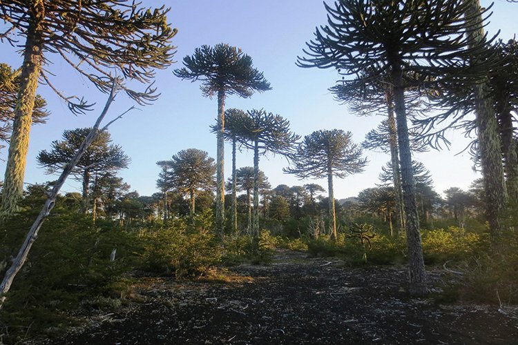 ftoloza's tweet image. #BuenDia ☕ un #FelizMartes
para todos y buena jornada!🍀🍀🍀
➡️Comuna de Vilcún, 🌲📸🇨🇱
Provincia. de Cautín;
Región de la Araucanía, Chile.

#ttot #trave #TravelBlogger #BuenMiércoles