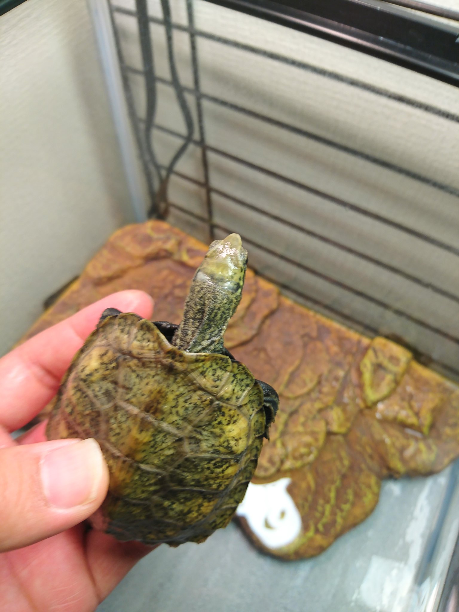 メシノス 6 Kamekameshop おはようございます 622番のニホンイシガメのことでご相談です その後餌はたくさん食べるようになり元気です 昨日 以前はなかったと思われる白いものが首の伸びきった所に確認できたのですが 水カビでしょうか