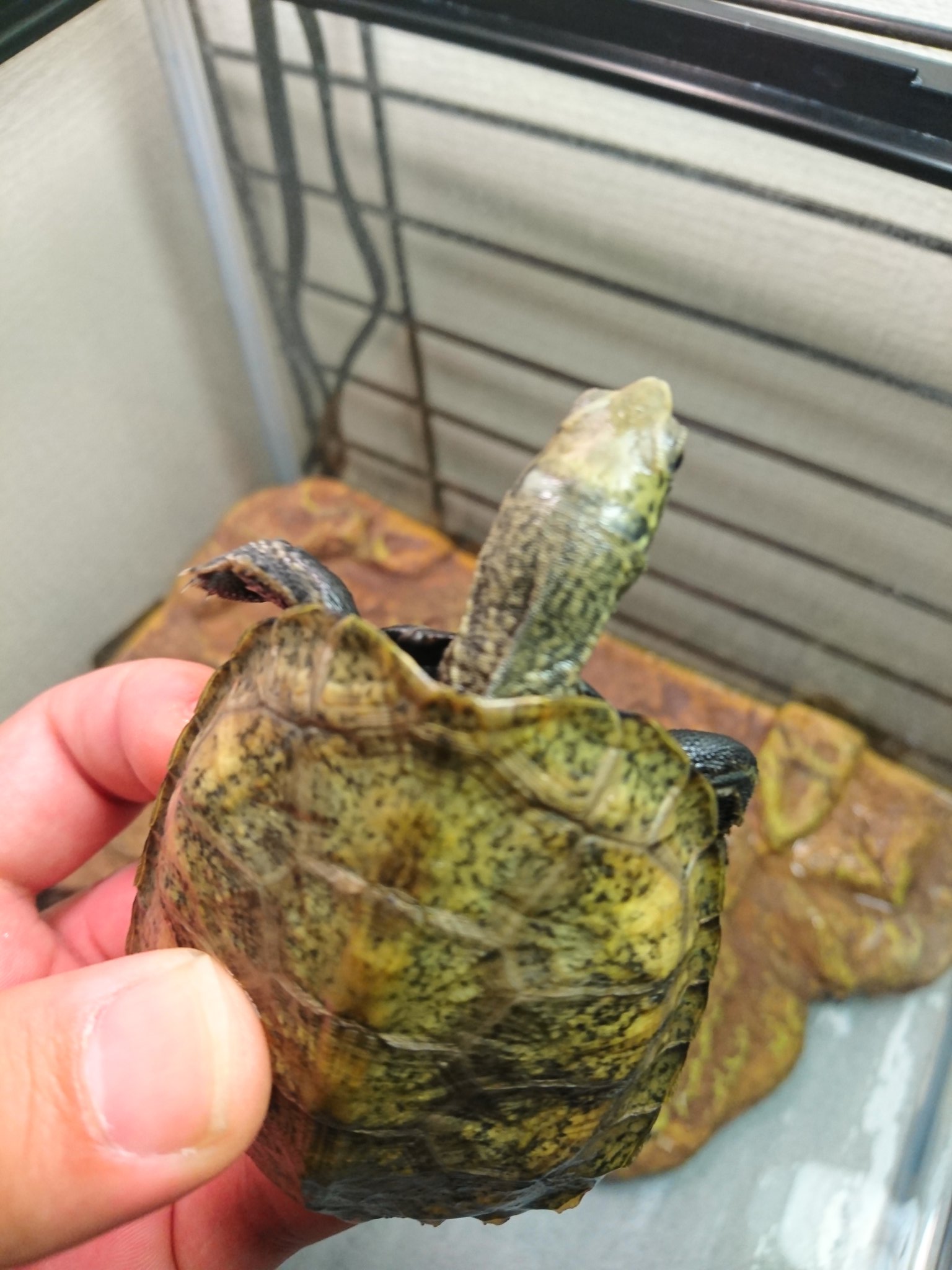 メシノス 6 Kamekameshop おはようございます 622番のニホンイシガメのことでご相談です その後餌はたくさん食べるようになり元気です 昨日 以前はなかったと思われる白いものが首の伸びきった所に確認できたのですが 水カビでしょうか