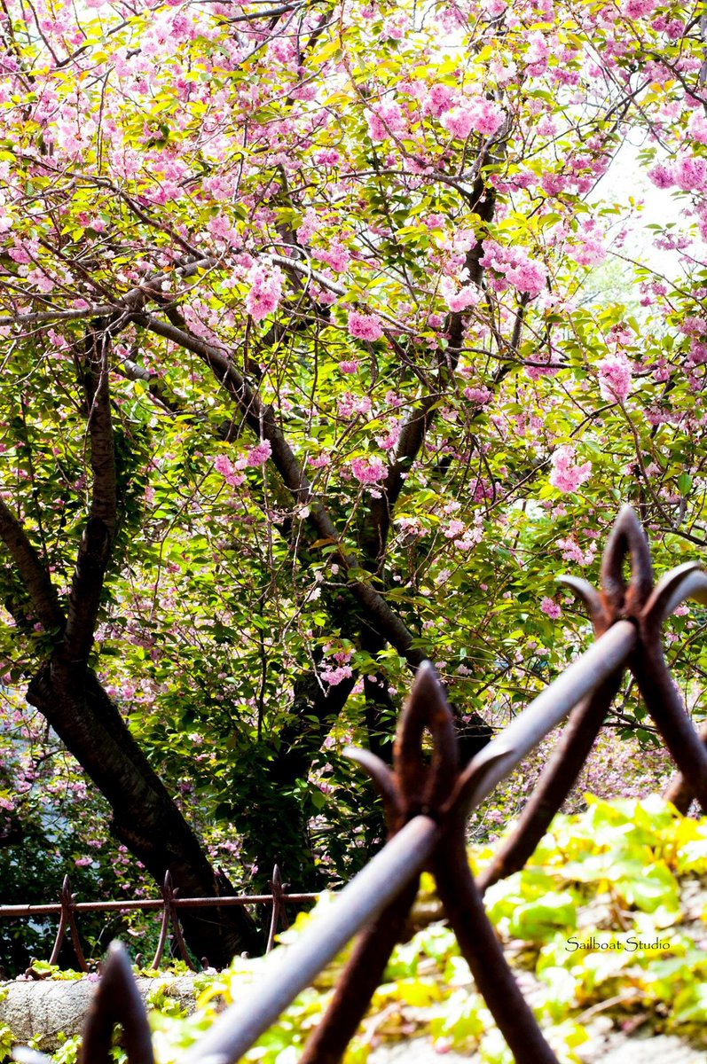 HayleyLewis5's tweet photo. North End, Boston, MA

#Boston #Photography #Photographer #Spring2017 https://t.co/vqery30rwT