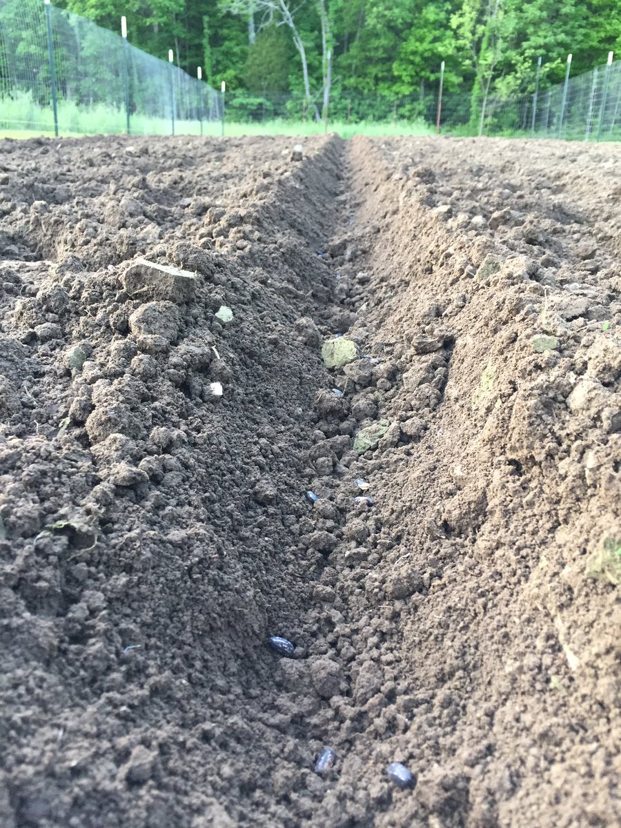stevewelshRDC's tweet photo. Green bean seed going down! Love garden time! #garden #gardening https://t.co/END6LWTxOJ