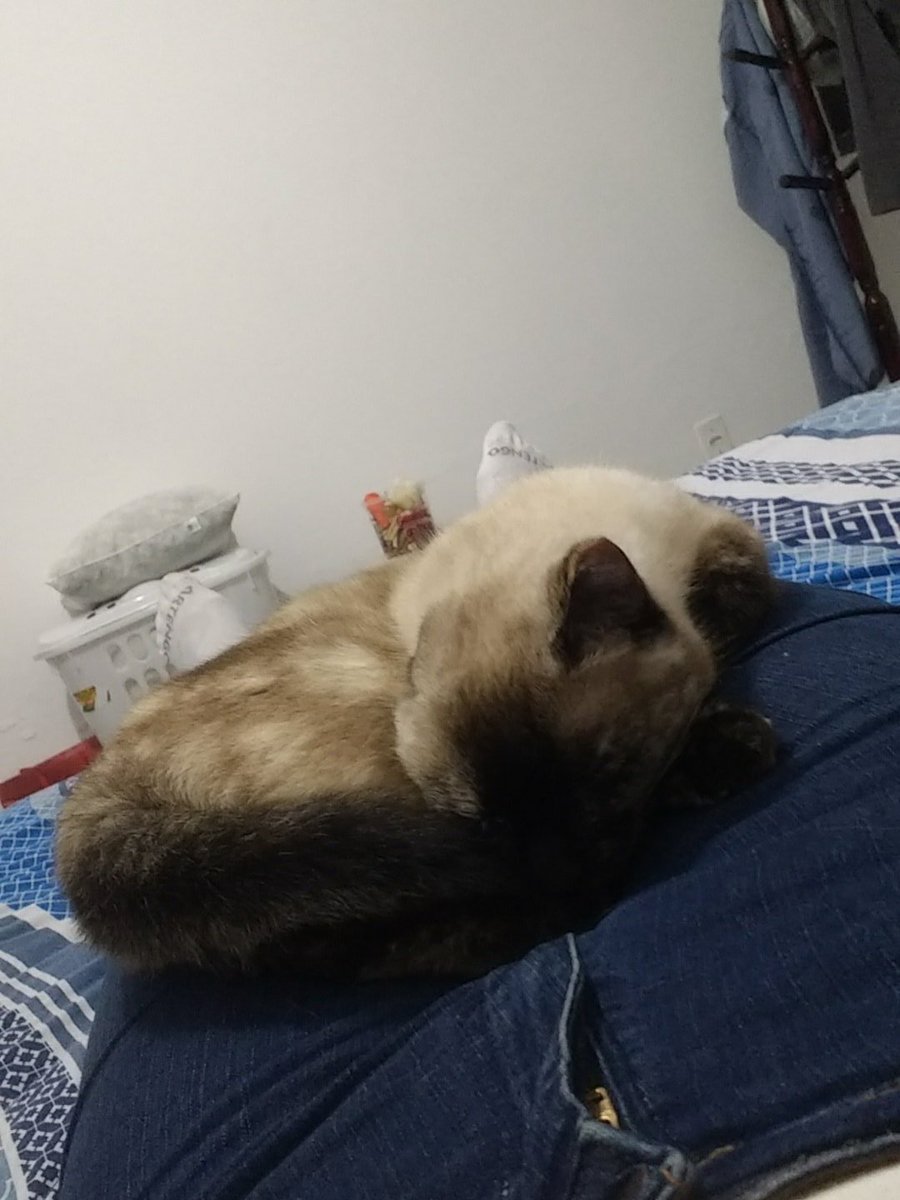 BiancaMoretti's tweet photo. Descobri uma nova "profissão" hahaha! PS:quero levantar pra ir no banheiro mas minha consciência não deixa! https://t.co/ennXrUQZUe