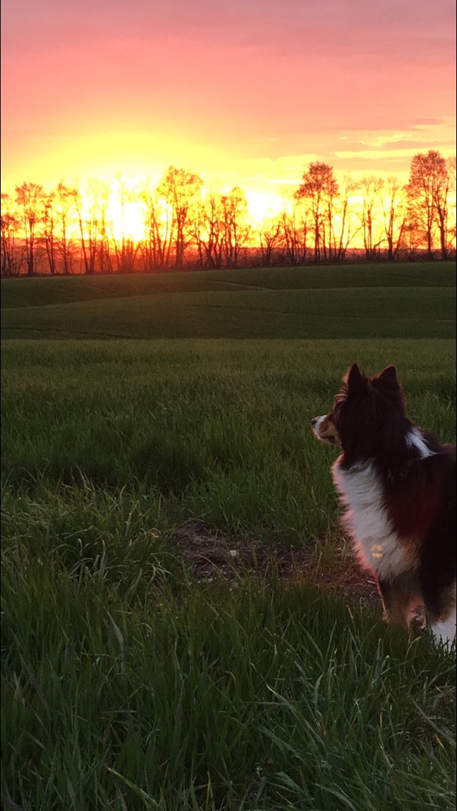Pic sent to me from home this evening while I'm out enjoying #plant17 Had to post it. #australianshepherd