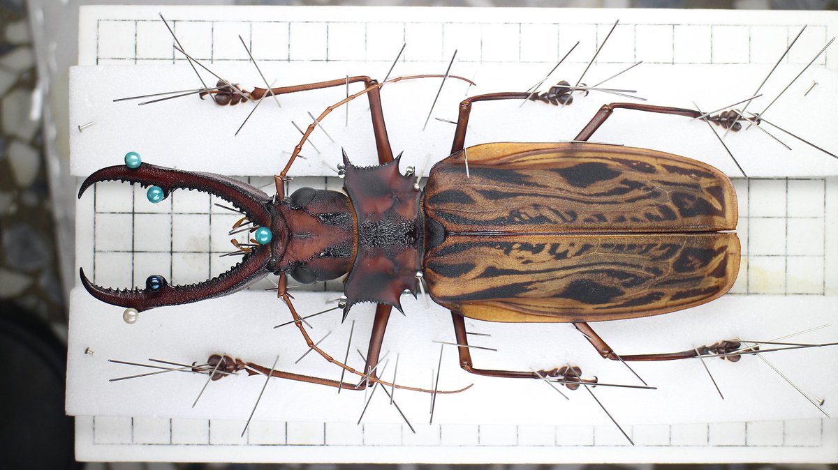 蕭聖翰 على تويتر オオキバウスバカミキリ Macrodontia Cervicornis 160mm