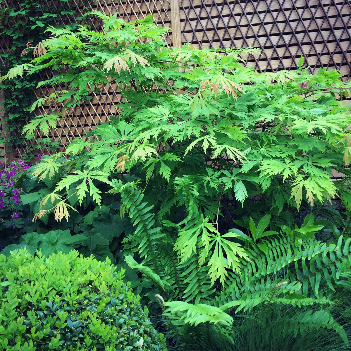 Planting in a north facing garden 18months old now #gardendesign #bath