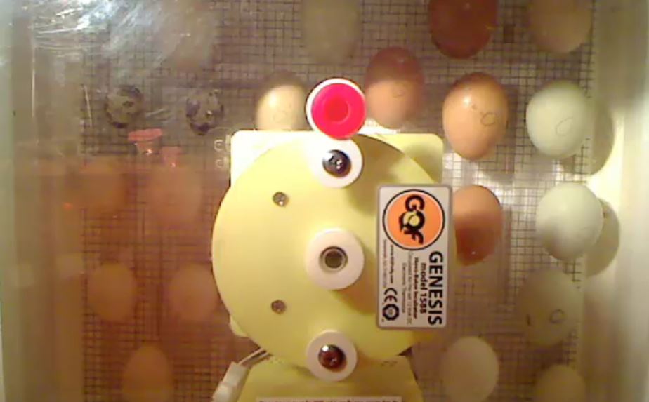 gdentonpink's tweet photo. Hatching time is near! Check out all the action on our live webcam! https://t.co/twMi7uTHm4 #eggcitingscience #2Adiscovers https://t.co/7t7dslGBCx