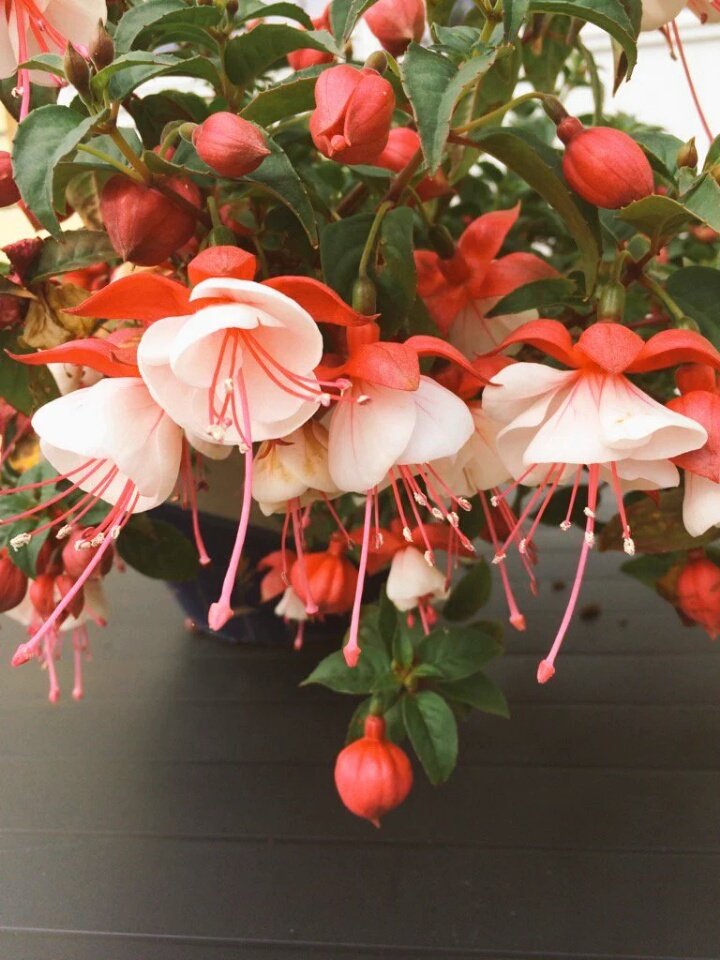 Have a great day to all beautiful hearts