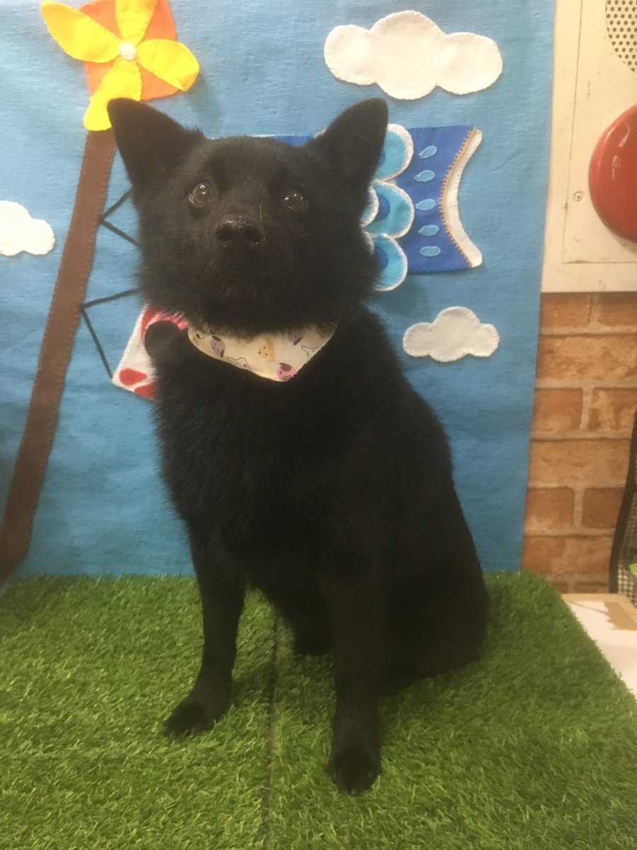 Love Dog Pa Twitter シャンプーに来たスキッパーキーちゃん 見えないけどお尻もカットしましたよ トリミングサロン 足立区 スキッパーキー シャンプーコース Love Dog Pa Twitter シャンプーに来たスキッパーキーちゃん 見えないけどお尻もカットしましたよ トリミングサロン 足立区 スキッパーキー シャンプーコース