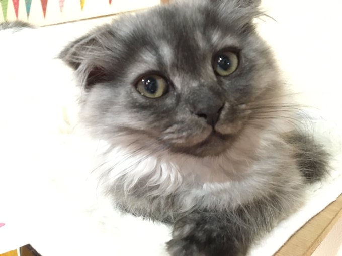 猫カフェジュエリーのtwitterイラスト検索結果