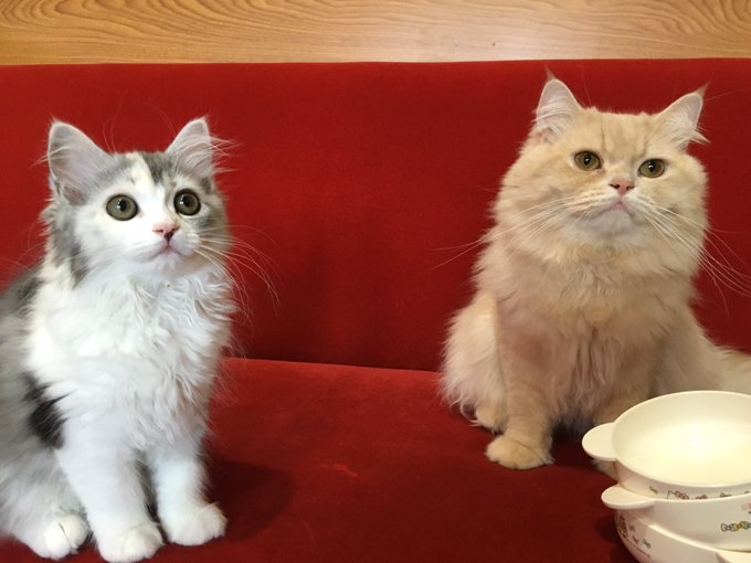 猫カフェジュエリーのtwitterイラスト検索結果