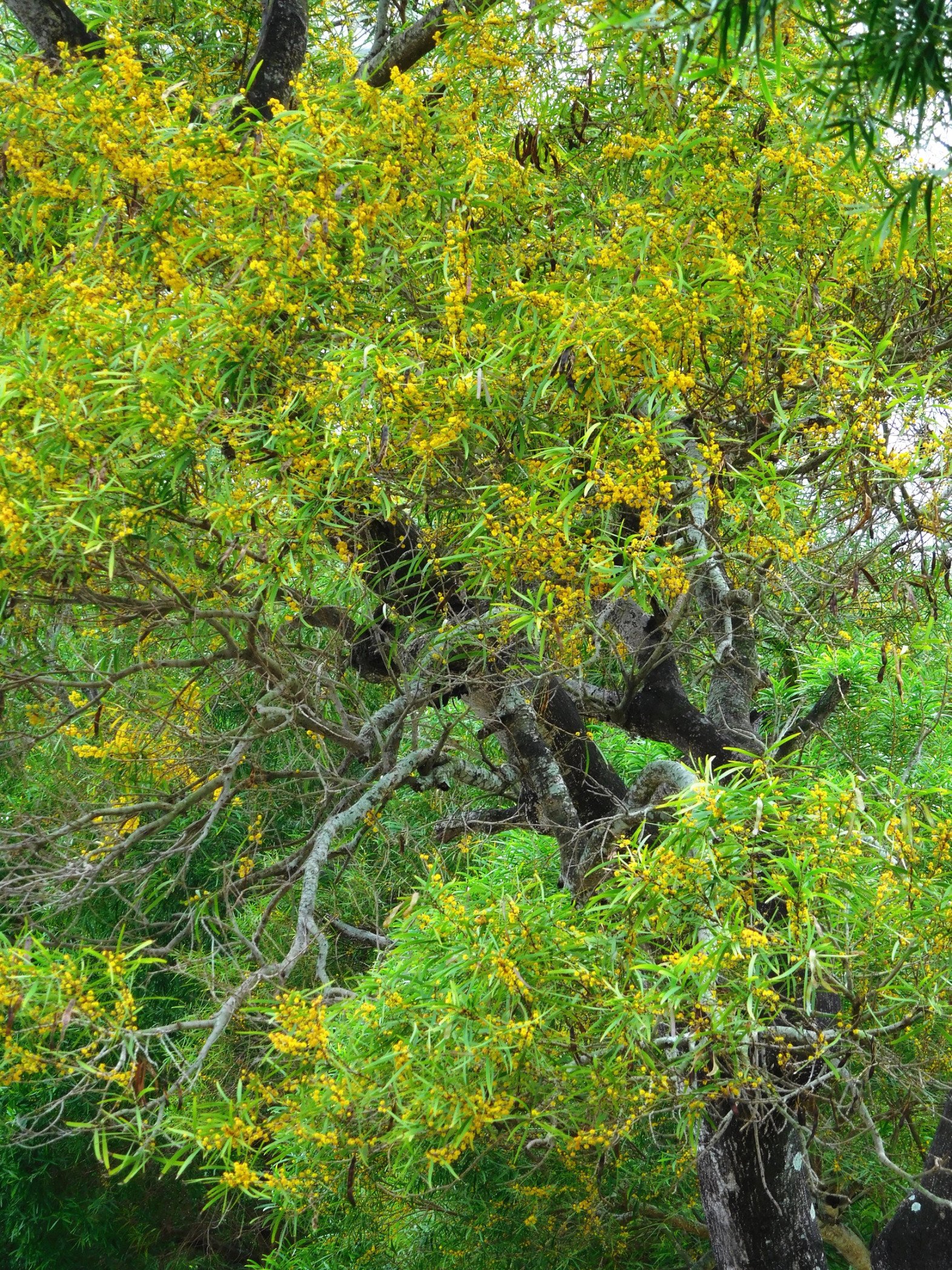 相思樹、アカシアコンフサ