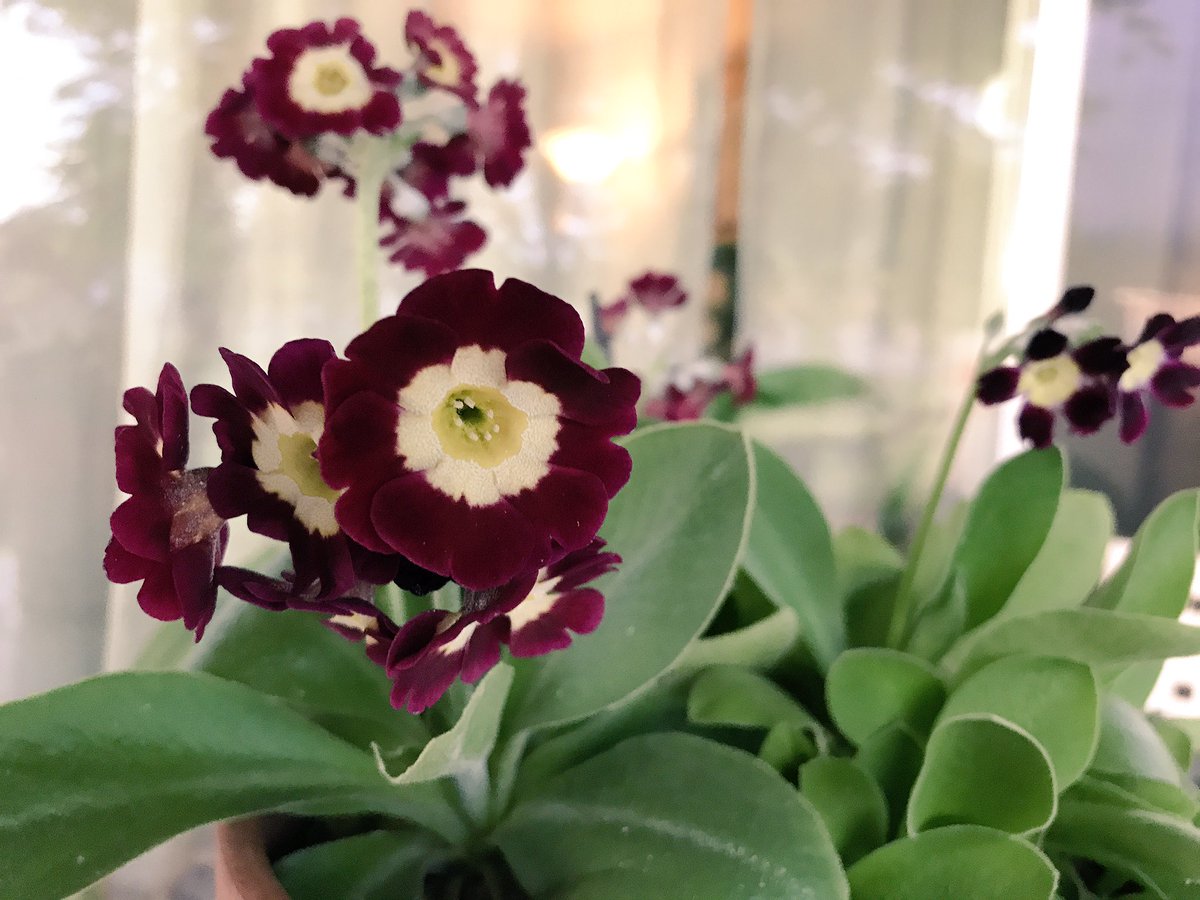 My red #PrimulaAuricula #beautifulbloomers #loveatfirstsight