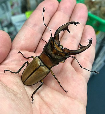 تويتر むし社 على تويتر 新着生体 フィリピンからはカブトムシ クワガタも入荷しています ミンダナオアトラス アラガールホソアカ インペリアリスツヤ クランネブト ミンダナオパリーオオクワ パラワンパリーオオクワ インターメディアツヤ パラワンヒラタ