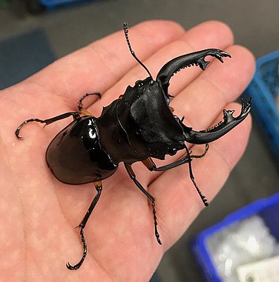 تويتر むし社 على تويتر 新着生体 フィリピンからはカブトムシ クワガタも入荷しています ミンダナオアトラス アラガールホソアカ インペリアリスツヤ クランネブト ミンダナオパリーオオクワ パラワンパリーオオクワ インターメディアツヤ パラワンヒラタ