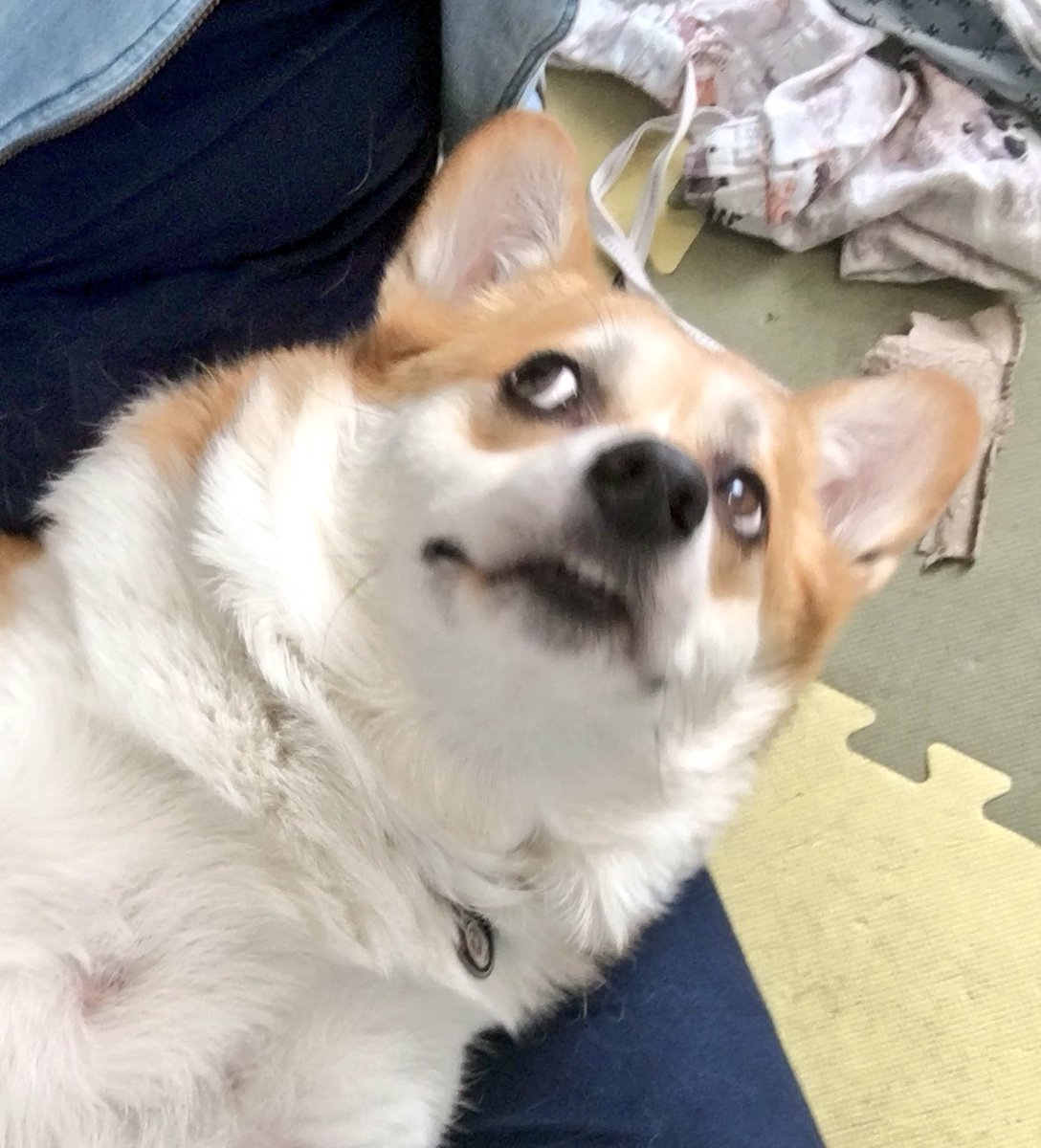 ccorgik's tweet photo. 띠용한 얼굴 https://t.co/5fs9tBX8WP
