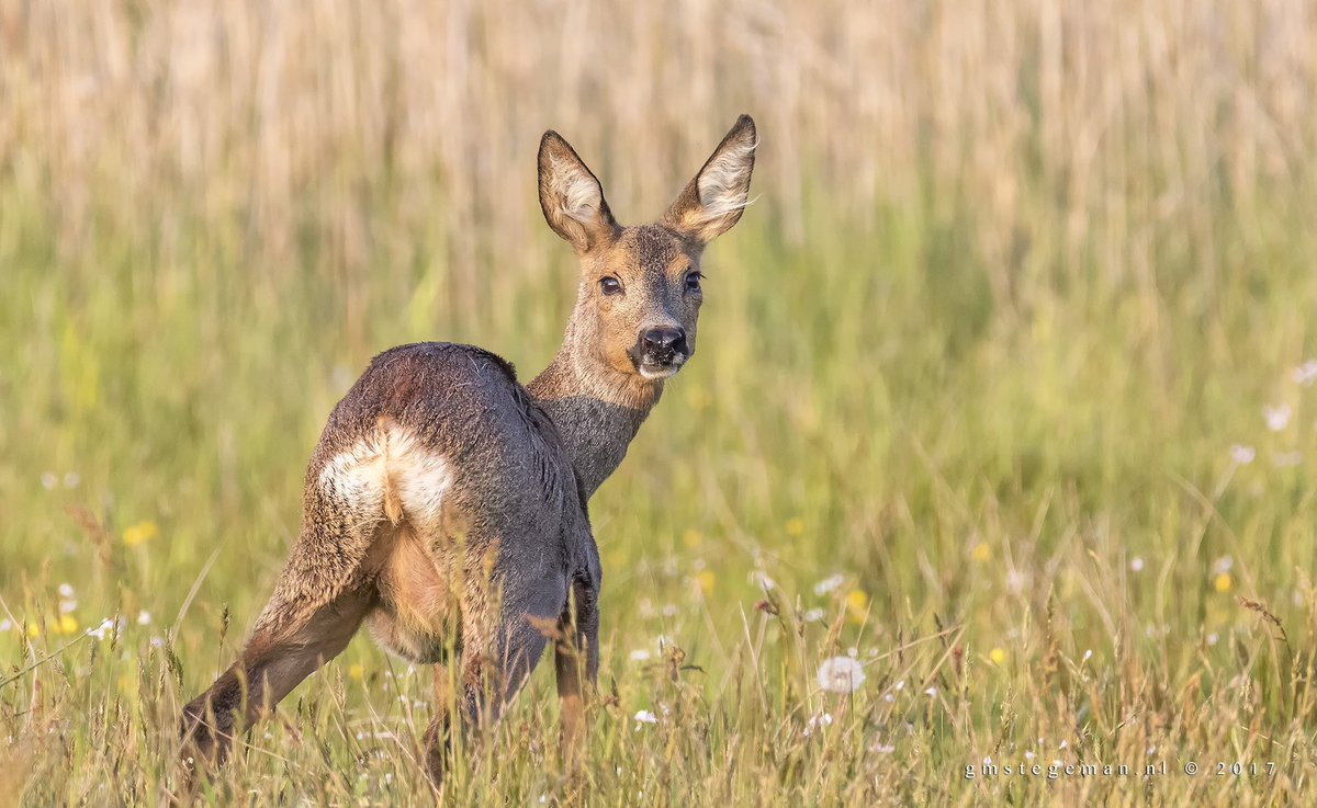 gmstegeman's tweet photo. 12-05-17 #wieden #reegeit #ree Wat een prachtige dieren ook, en dat vlak voor zonsondergang. Genieten in de wieden! https://t.co/00E9as1vAZ