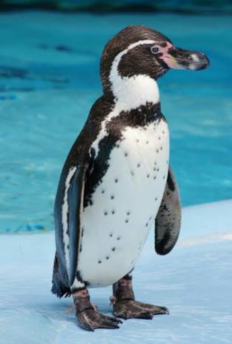 けものフレンズ元動物紹介bot フンボルトペンギン ペンギン目ペンギン科フンボルトペンギン属 レッドリストvu 危急 南アメリカ沿岸に生息する中型のペンギン 野生種は1万羽しかいない一方で日本では1600羽も飼育されていて 増えすぎが問題視されている