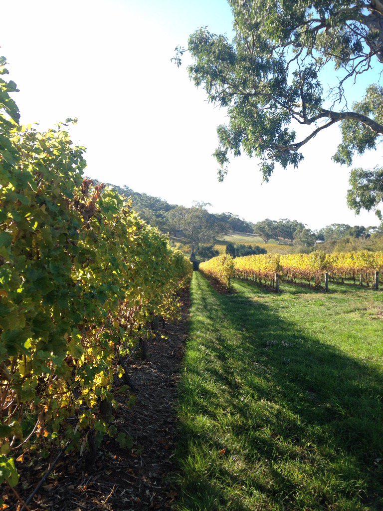 russell_seaman's tweet photo. Yalumba premium Shiraz @mounttorrens #nativeveg &amp; production working https://t.co/mSTcnSOlLN
