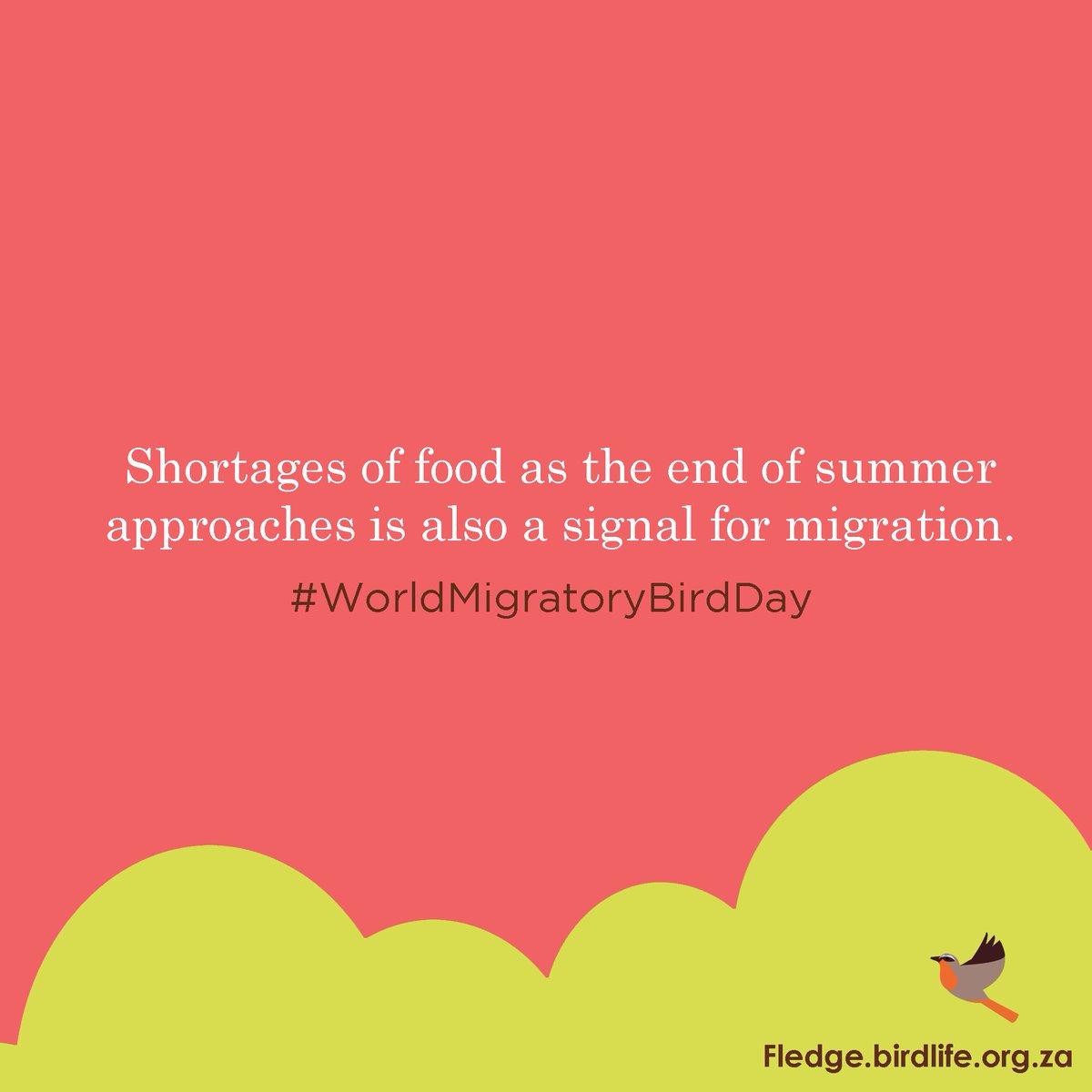 Fledge_SA's tweet image. #WorldMigratoryBirdDay #31DayChallenge #Day13