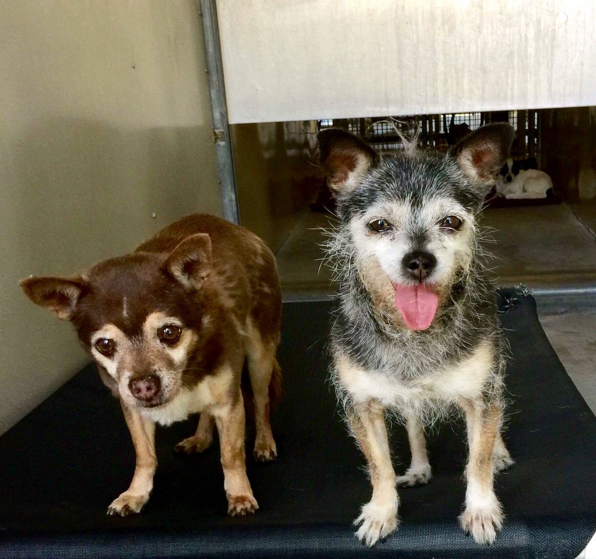 pupaid's tweet photo. Senior pets in rescue are sadly often overlooked. So why not visit your local shelter today &amp; save an oldie! #adopt https://t.co/5YjCSC7anl