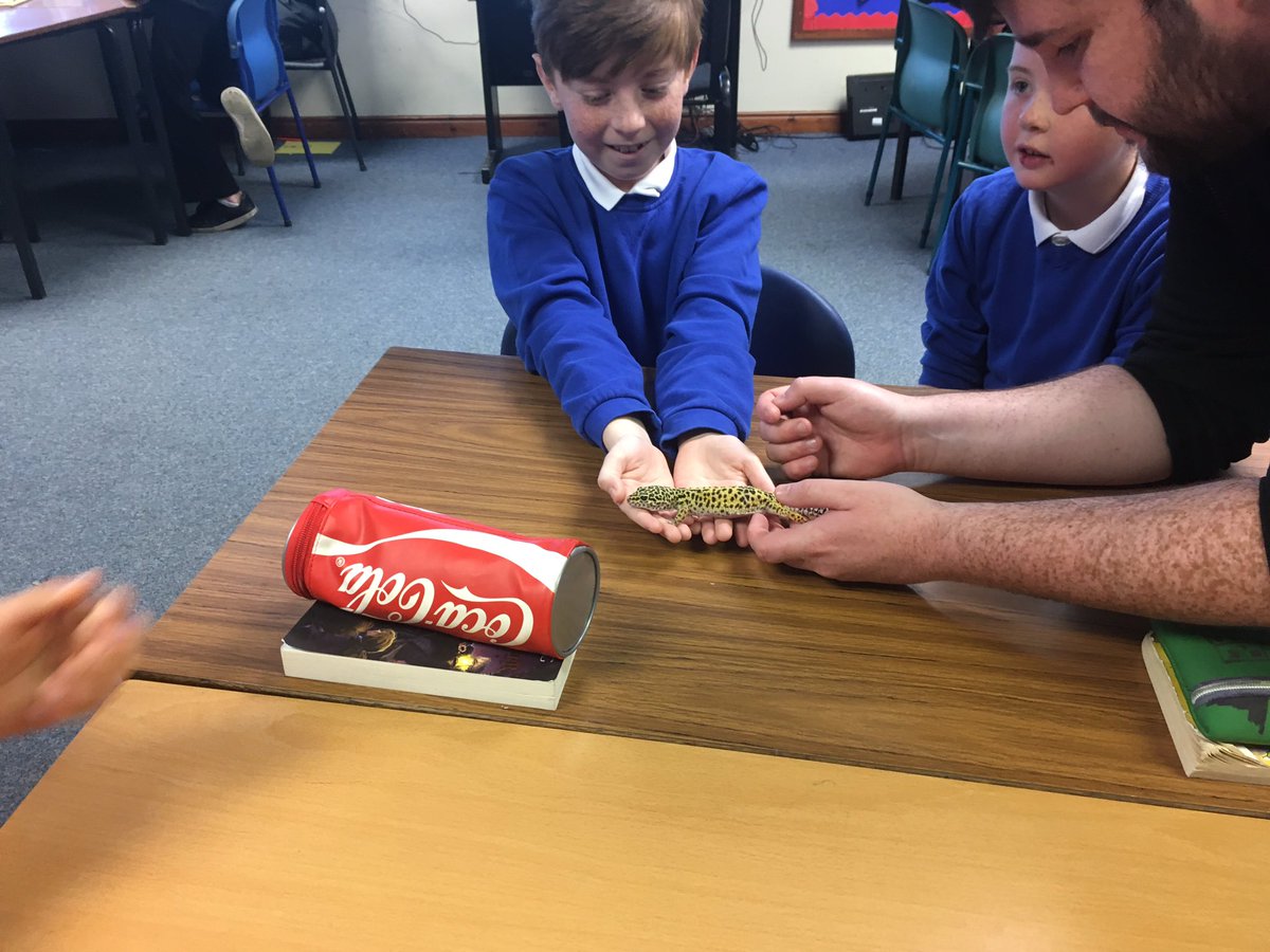 MrsPatonVPS's tweet photo. Zoolab brought in rainforest creatures for the kids to handle! We admired the tarantula from a distance! But the gecko was soft apparently! https://t.co/5rB6xybsRK