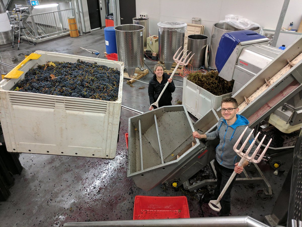 Last bin of #v17! In about 10min we will finally be done!  Second longest vintage for us and all wrapped for Moorilla's 55 #Anniversary