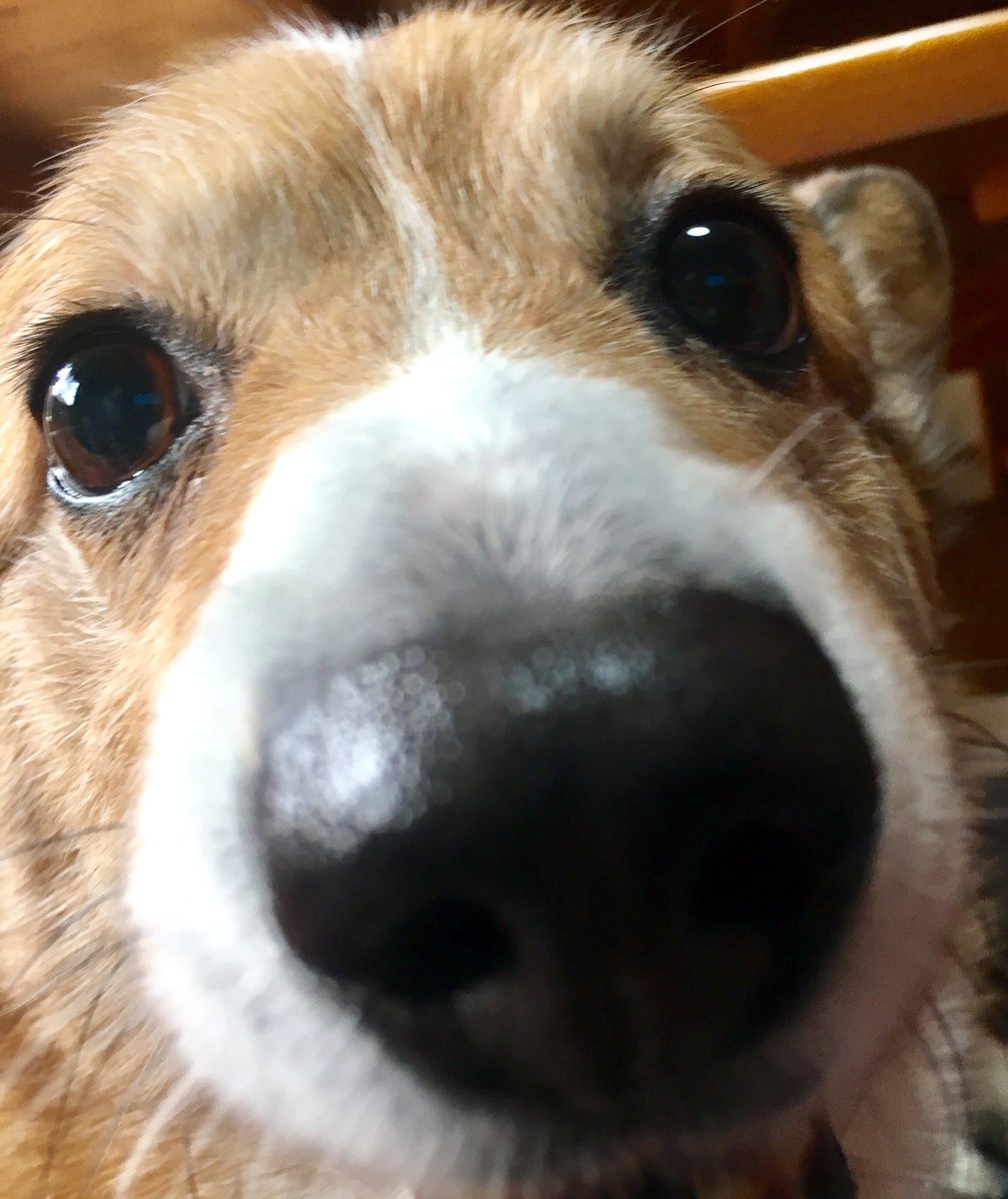 本日は愛犬の日ですって!うちの愛犬のぽっちゃりコーギーのサンちゃんのスタンプ、紹介しときます!w https://t.co/fY1H4BBydh #愛犬の日 #LINEスタンプ 