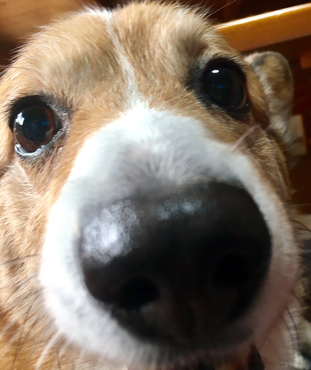本日は愛犬の日ですって!うちの愛犬のぽっちゃりコーギーのサンちゃんのスタンプ、紹介しときます!w https://t.co/fY1H4BBydh #愛犬の日 #LINEスタンプ