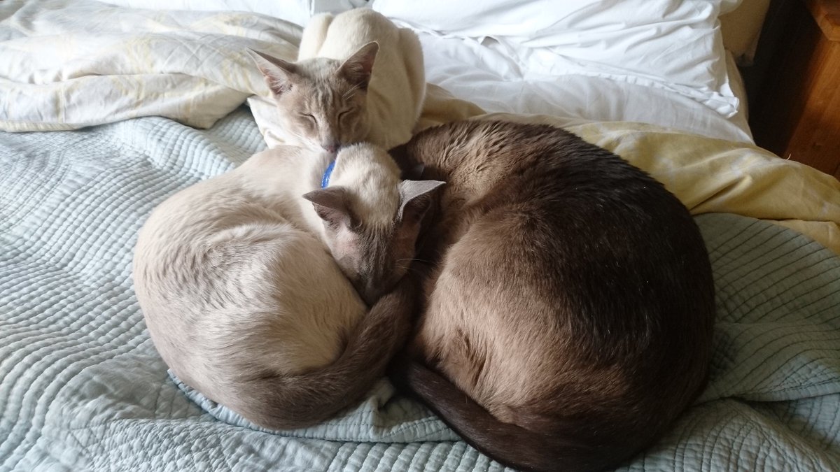paulgrg4's tweet photo. @borticle
Another busy day at #TheLaurels....💤💤💤
#Siamese
#ChocolatePoint Ollie 😺
#BluPoint Jasper 😺
#TabbyPoint Leo 😺 https://t.co/OTkY2efbJo