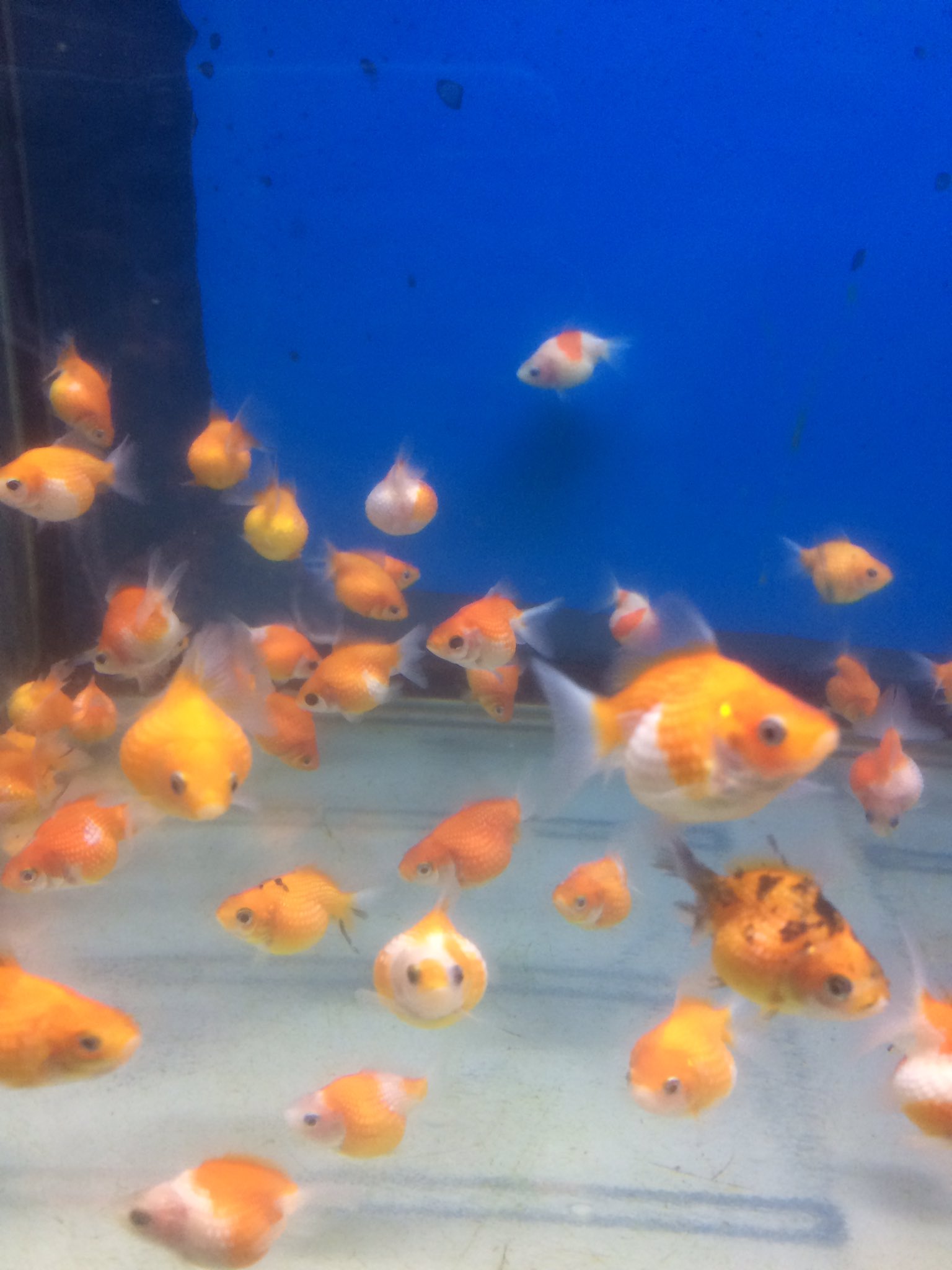 金魚坂 生体 マレーシア産ピンポンパール入荷 通常サイズ以外にも豆ピンポンが入荷しております 金魚坂 生体 マレーシア産ピンポンパール入荷 通常サイズ以外にも豆ピンポンが入荷しております