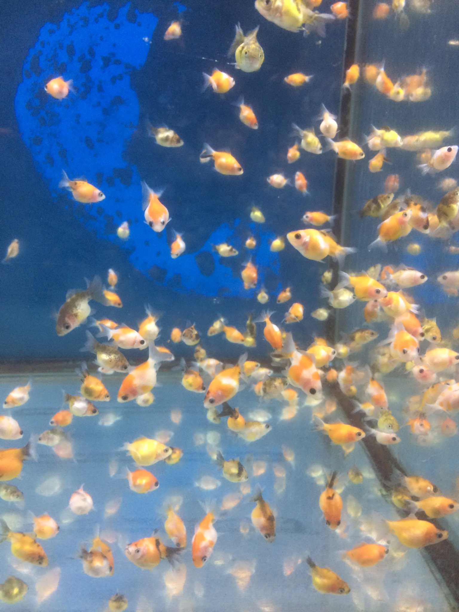 توییتر 金魚坂 生体 در توییتر マレーシア産ピンポンパール入荷 通常サイズ以外にも豆ピンポンが入荷しております T Co K8udnjznpv
