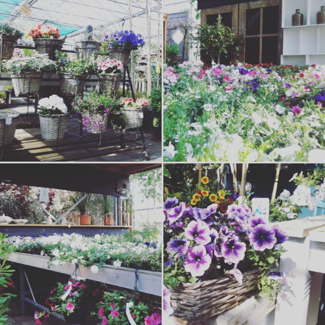 tMulligen's tweet photo. Verras mama met fleurige zomerbloeiers en hanging baskets van Festival Colours!

Welkom op ons Groencentrum!

#moederdag #zomerbloeiers https://t.co/7GsTKiVdAO