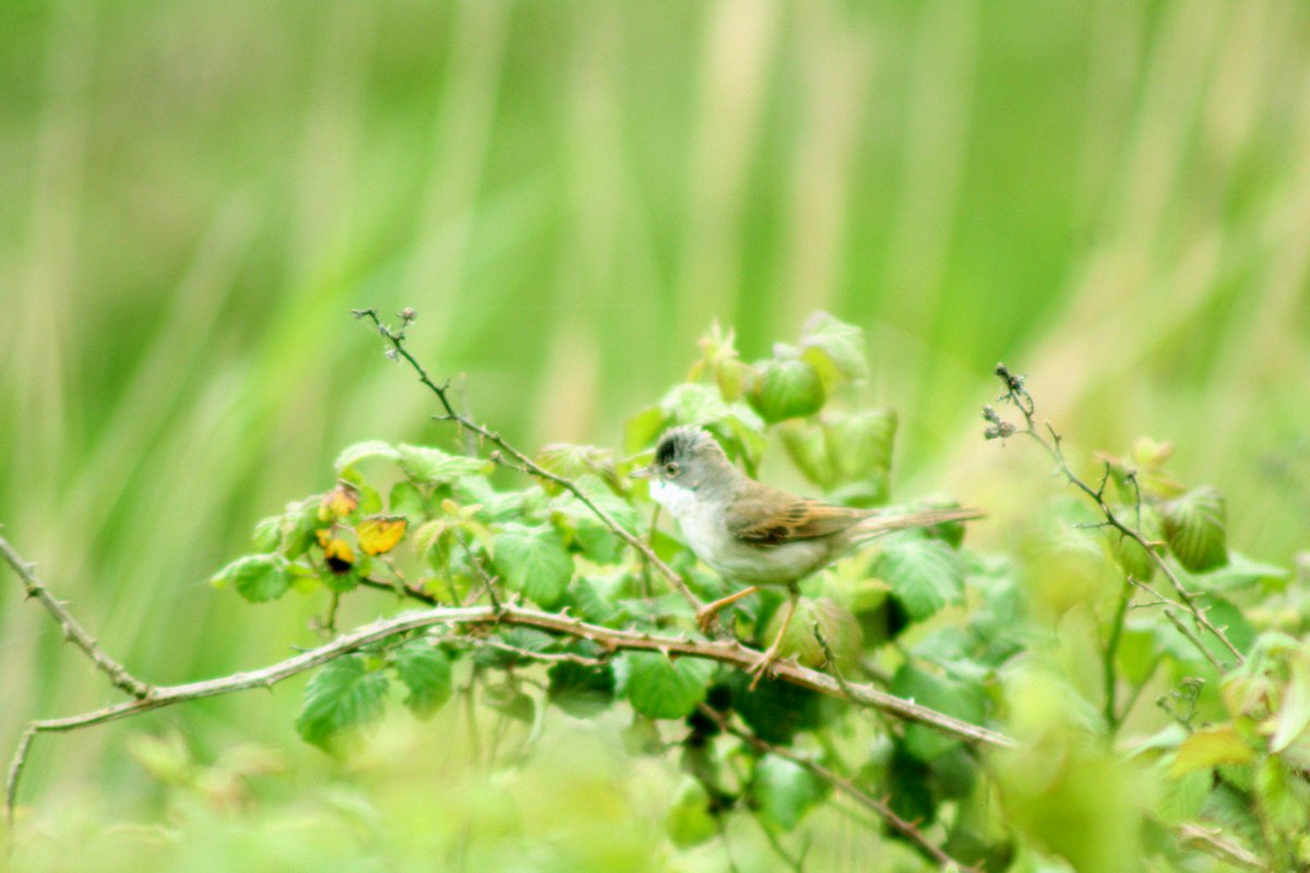 WinfieldRhys's tweet photo. Short walk around Newport #newprotwetlands #rspb #springqatch #whitethroat https://t.co/spU0uqJ8LR