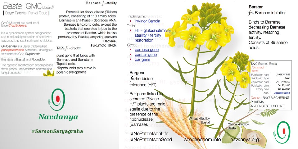 occupytheseed's tweet photo. #GMmustard is Recipe for #Debt #CropFailure #GeneticContamination & #FoodPollution thru #Glufosinate https://t.co/UJ0vnHaxu5 @drvandanashiva https://t.co/GBUp4bddvP