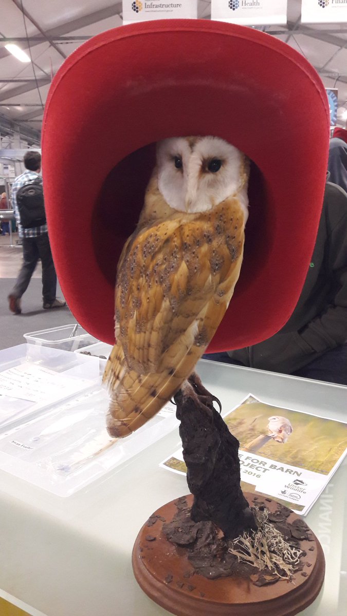 Last day of #BalmoralShow2017 Come by and learn what you can do to help our #barnowls  @UlsterWildlife