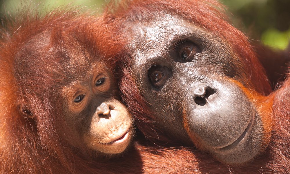 Soon, orangutans could only exist in photographs act.gp/2qZBwJ8