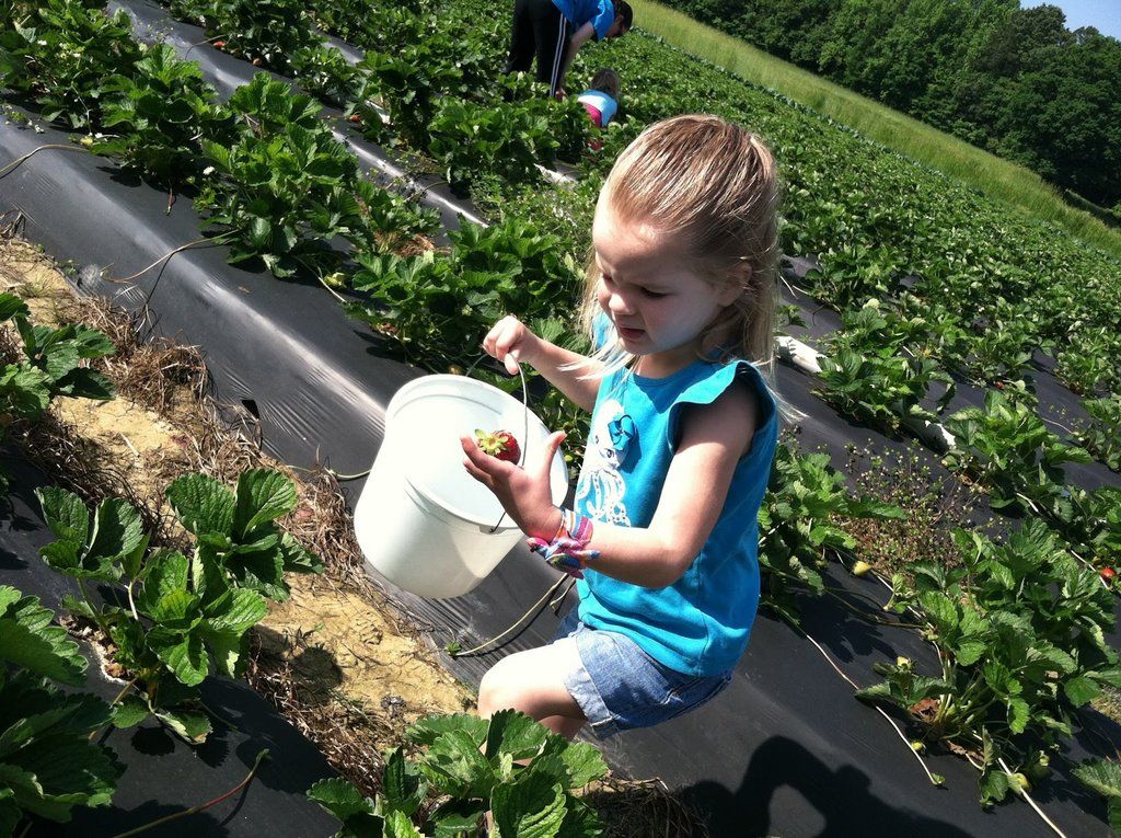 Little Foodies SE9 tweet media