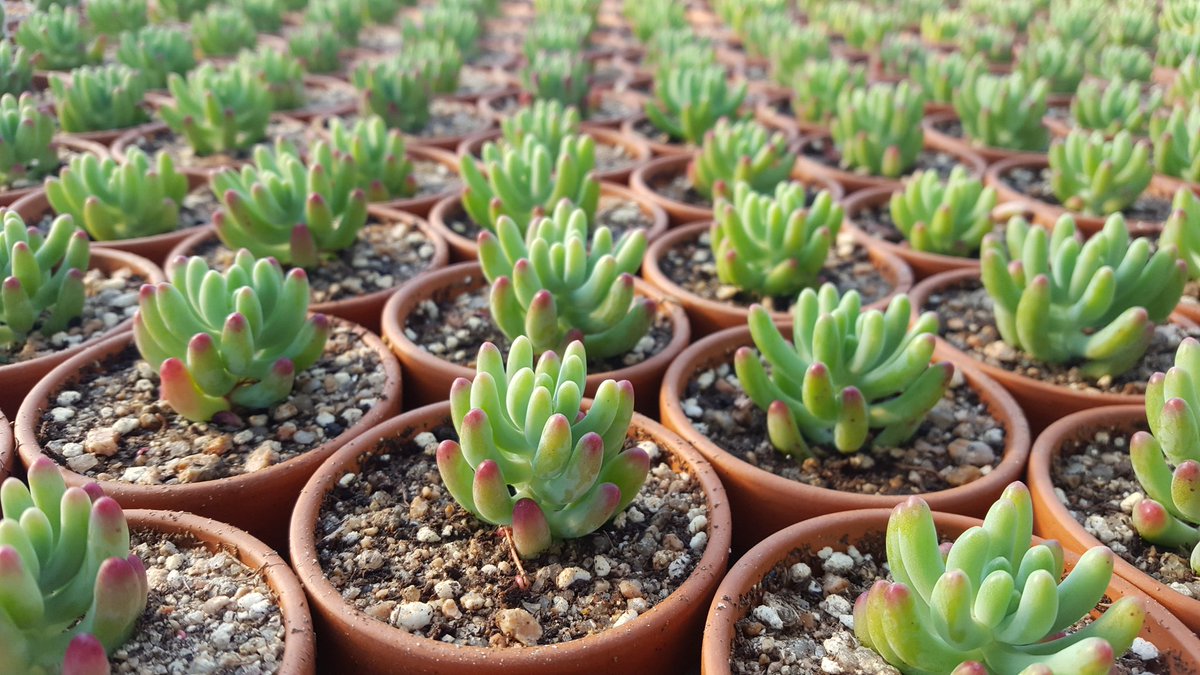 hyundaimansis's tweet image. 너무나 사랑스러운 미니 다육이들

#다육이 #다육이농장 #다육식물 #succulent #多肉植物 #多肉 #gardening #취미 #가드닝 #多肉ちゃん #plant  #식물 #succulents