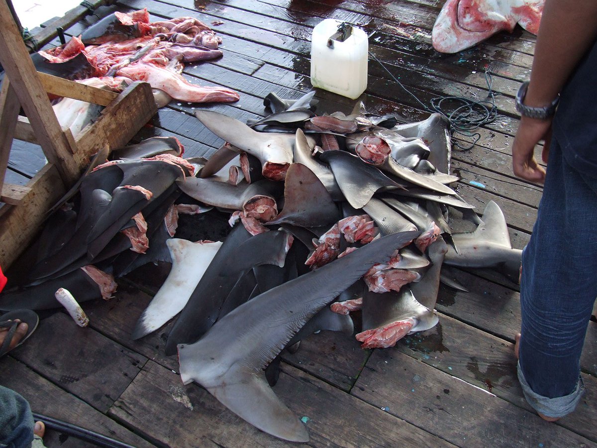 Enough. sportdiver.us/jRnPe7 #endsharkfinning
