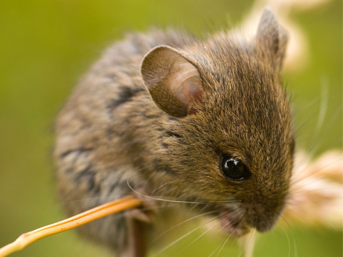 BabiiApps's tweet photo. Who thinks mice are cute?
https://t.co/31on6M6fIF
#mouse #kidsapps #toddlersapps #iphonegames #motherhood #animals https://t.co/zWN5isTwPw