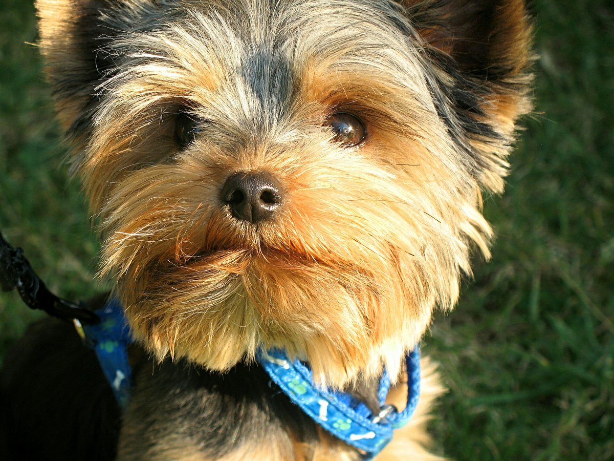 UKUSCAdoggie's tweet photo. We're a little partial to Yorkies! What's your favorite breed?
#Yorkies #favoritedogbreed #saturdaymorning https://t.co/S2bAGFMldd