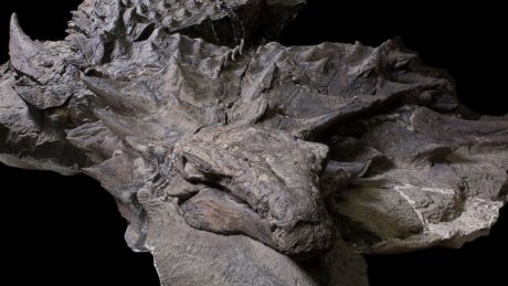 CBCEdmonton's tweet photo. World's best-preserved armoured dinosaur revealed in all its bumpy glory https://t.co/nij34Z54mU https://t.co/bGfKFs7Pgl