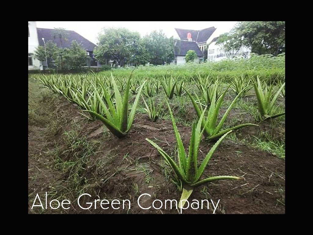 Sie wissen,  was das land ist, dass mehr Sabila produziert?