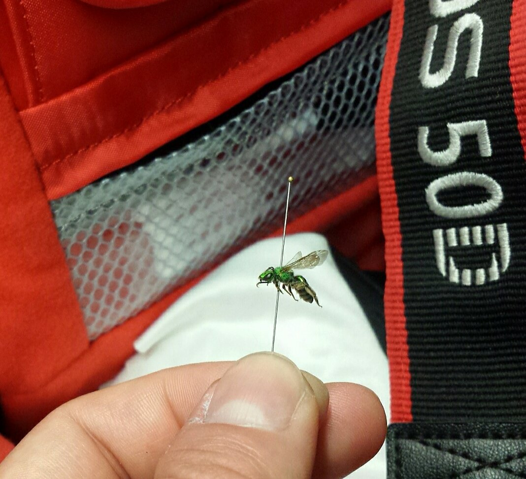 kaileyvbee's tweet photo. When you're a bee biol &amp; invited to a photography course, it's important to bring the essentials @kristianbogner  @dawnbazely #macroforbees https://t.co/1J5mgiXEC9