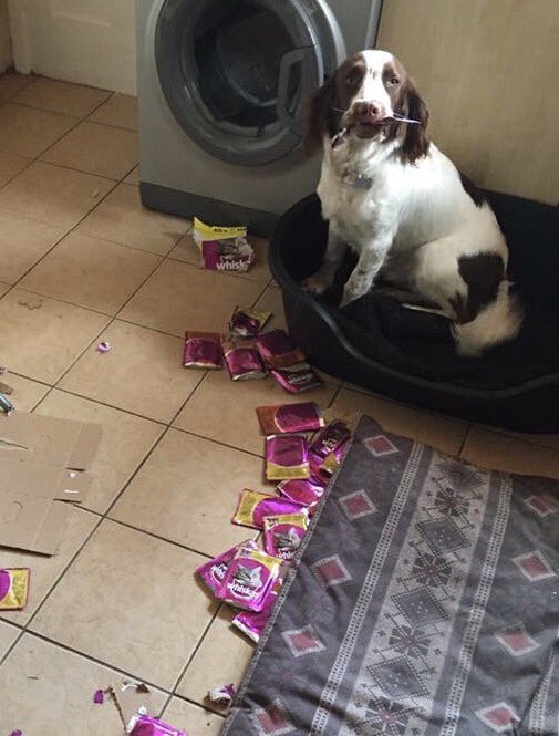 #Naughty Max thinks he's a #Cat #Caturday #SaturdayShenanigans #Dog #dogslife #dogsoftwitter #CatsOfTwitter