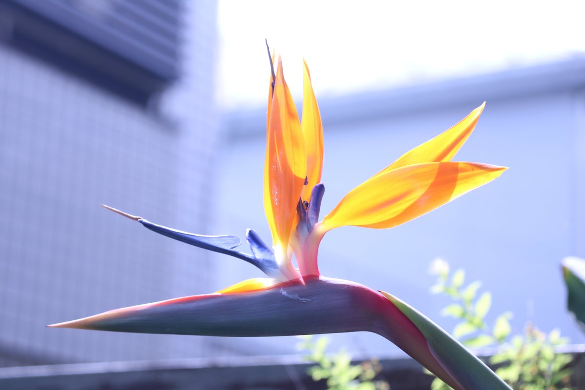 Yoko Ito 極楽鳥花 三つ目が咲いた よく咲いて豪華なのもいいけど 二つくらいがかっこいい 花 極楽鳥花 ストレリチア