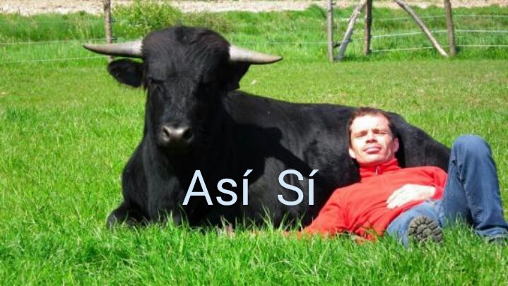 AlcazarOh's tweet photo. Te gustan los toros? 
A mí sí, vivos.
#13MYoVoy
#TauromaquiaEsViolencia https://t.co/JbDIxHEjpo